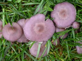 Laccaria amethystina.